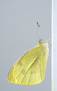Pieres Rapae, Butterfly thumbnail