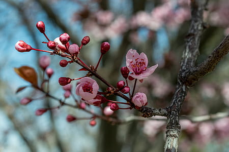 Pink Cherry Blossoms Selective-focus Photo thumbnail