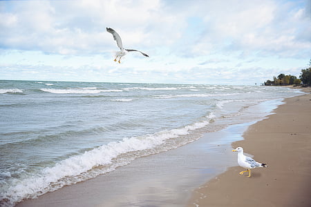 two white-and-gray birds in beach thumbnail