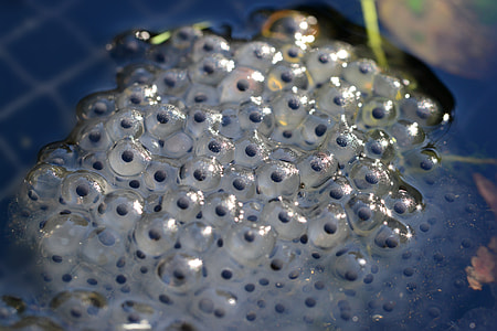 micro photography of fish eggs thumbnail