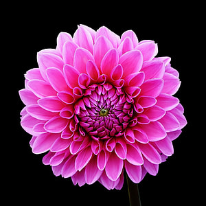close-up photography of pink dahlia flower in bloom thumbnail