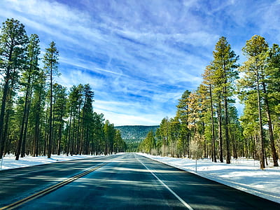 open road with snow covered tress thumbnail