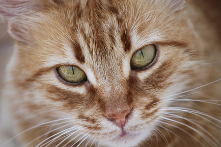 yellow tabby cat thumbnail
