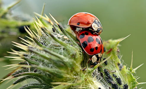 closeup photo of two ladybirds thumbnail
