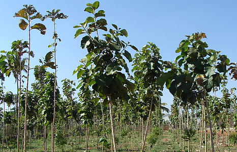 Teak Plantation, Tectona Grandis thumbnail
