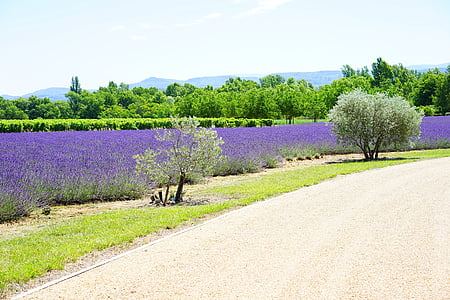 green plants beside road during daytime thumbnail