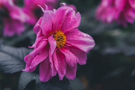 Selective Focus of Pink Petaled Flower thumbnail