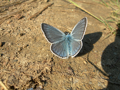 Butterfly, Blue thumbnail