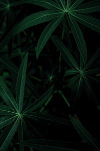 green leaves thumbnail