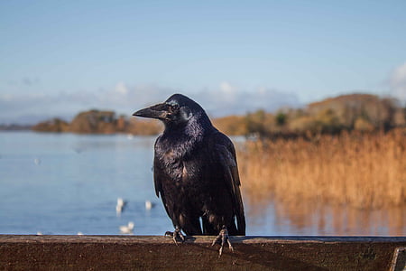 black crow on brown wooden plank thumbnail