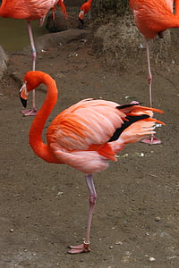 photograph of three flamingos thumbnail