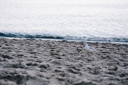 White seagull on the beach thumbnail