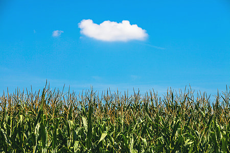 green cornfield thumbnail