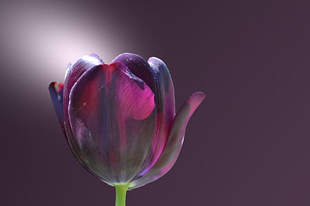 closeup photography of purple tulip thumbnail