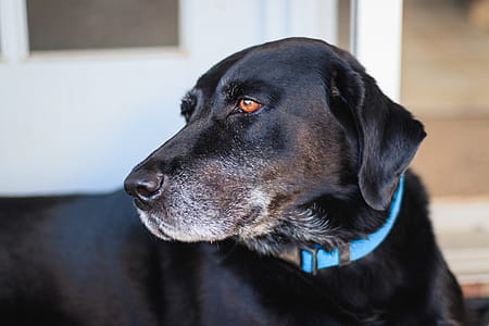 Adult Black Labrador Retriever With Blue Collar on Focus Photo thumbnail