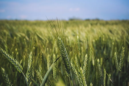 green wheat fields thumbnail