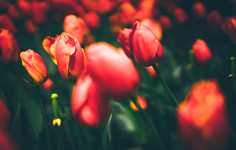 shallow focus photography of pink flowers thumbnail