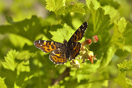 brown and orange fritillary butterfly thumbnail