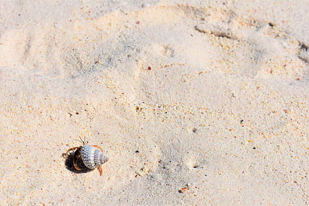hermit crab on sand thumbnail