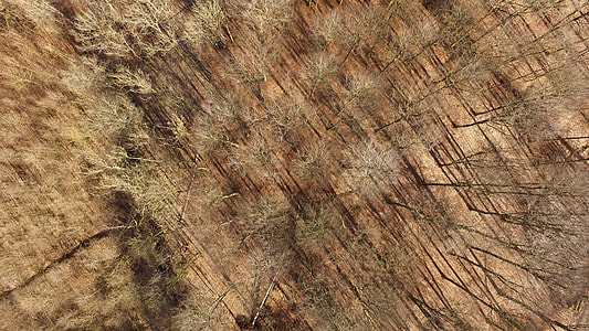Top Down View of the forest in Torrild, Denmark thumbnail