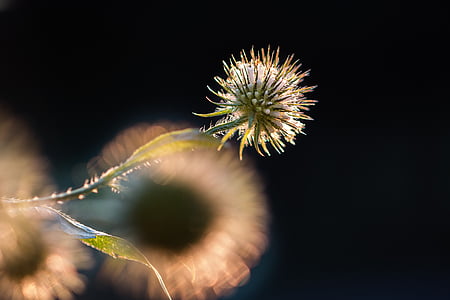 withered dandelion thumbnail