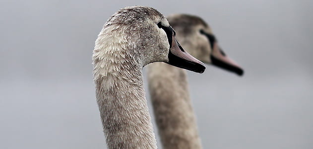shallow focus photography of white swan thumbnail