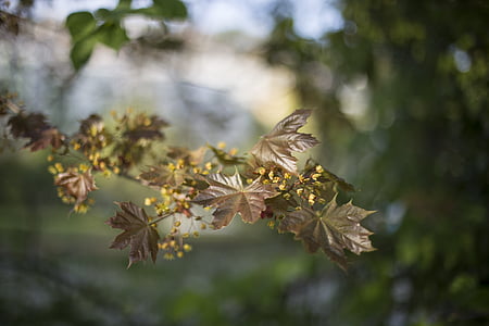 green leafed plant thumbnail