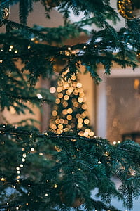 tilt shift lens photography of green Christmas tree with yellow string lights thumbnail