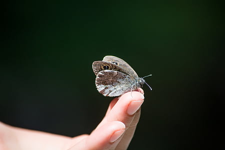 gray butterfly on person's finger thumbnail