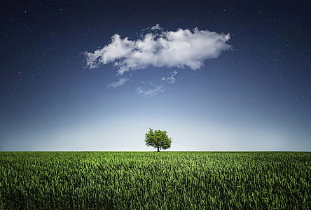 one single tree in the middle of grass field thumbnail