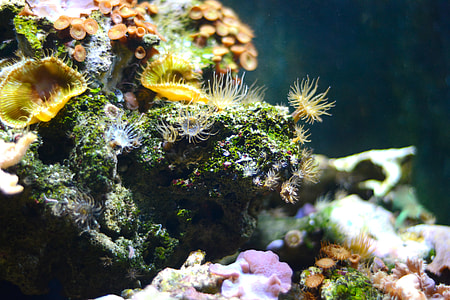 sea coral photographies thumbnail
