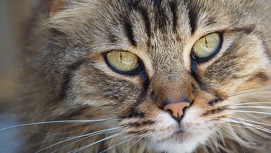gray tabby cat thumbnail