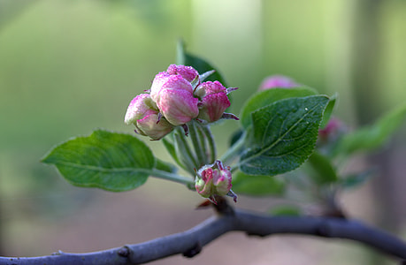 pink flowers thumbnail
