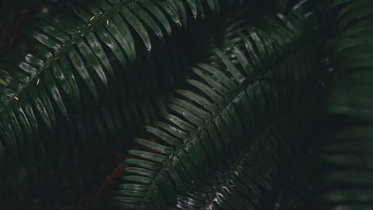 closeup photo of green fern plants thumbnail