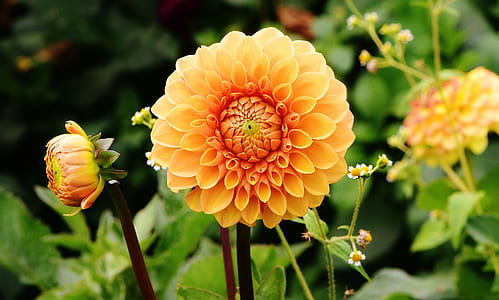 shallow focus photography of orange flower during daytime thumbnail