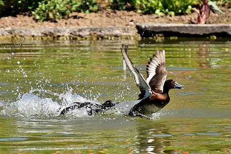 time lapse photography of two mallard ducks on water thumbnail