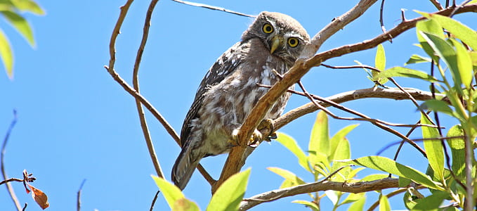 brown and white owl perched on tree thumbnail