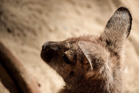 tilt shift lens photography of brown animal thumbnail