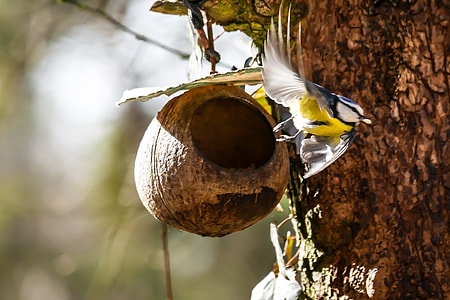 selective focus photography of Eurasian blue tit thumbnail