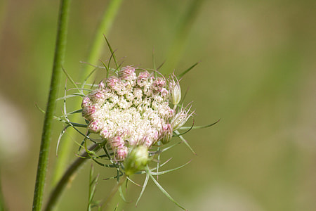 Meadows-Yarrow, Achillea Millefolium thumbnail