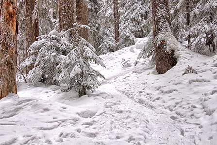 Trees Covered With Snow thumbnail