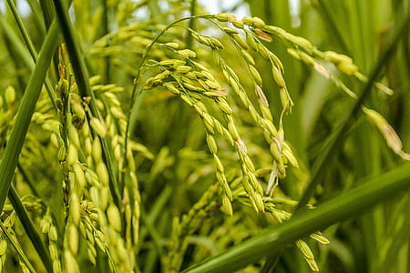 rice plant thumbnail