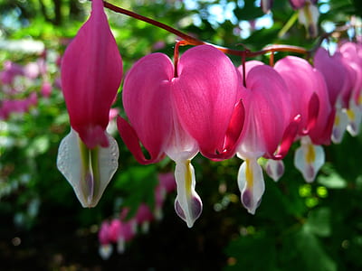 pink bleeding heart flowers in bloom close-up photo thumbnail