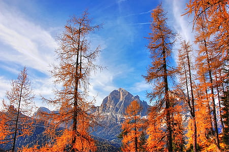 orange petaled flowers front of mountain at daytime thumbnail