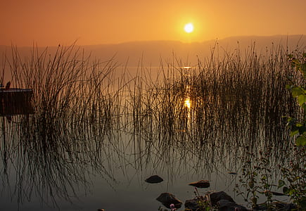 body of water with grasses during sunset thumbnail