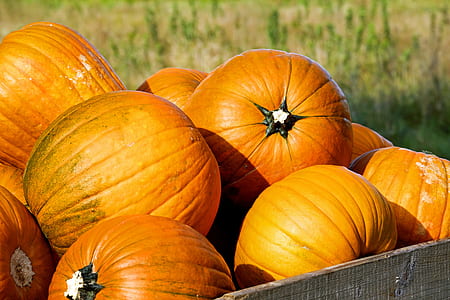pile of pumpkins thumbnail