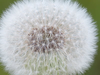 selective focus photography of white dandelion flower thumbnail