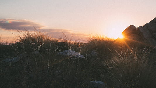 green grasses thumbnail