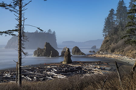 tree beside body of water thumbnail