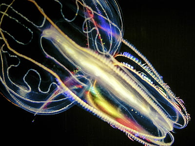 jellyfish illustration thumbnail